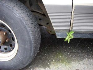 Fern growing on truck
