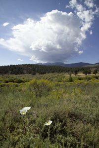 Thundercloud and poppies