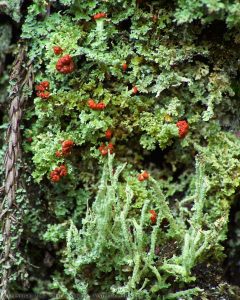 Lichen