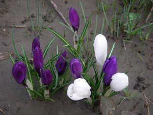 Crocus blooming