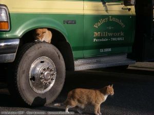 Valley Lumber Kitties