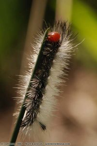 Red Head Caterpillar