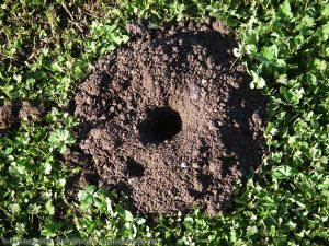 Gopher hole