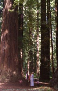 Wedding in the redwoods