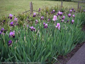 Iris Patch