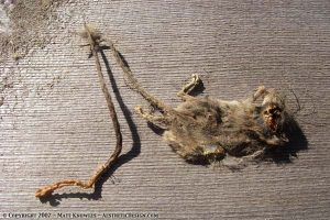Dead mouse parts