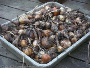 Daffodil bulbs