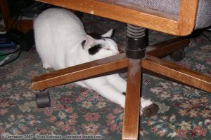 Artie playing with mouse