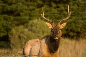 Elk Bull