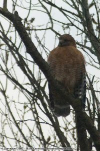 Red Shouldered Hawk