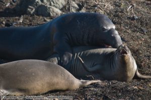 Elephant Seals