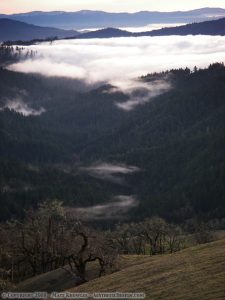 Kneeland Fog