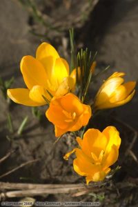 Crocus
