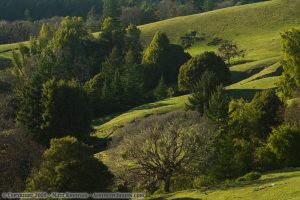 Rolling hills in Humboldt County