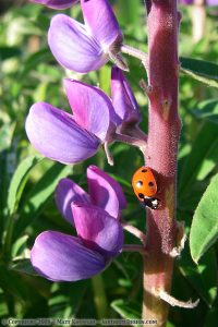 Ladybug on lupine