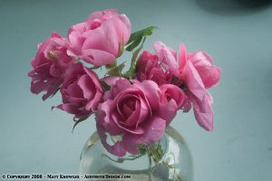 Gertude Jekyll Roses