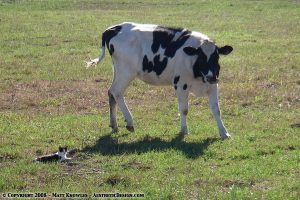 Cow and cat